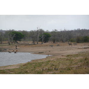 照片 南非(South Africa) 克鲁格国家公园(Kruger National Park) 姆蓬多(Mpondo) 2008-09 42