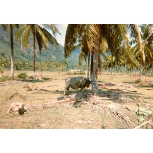 照片 泰国(Thailand) 普吉岛(Phuket) 1989-04 24