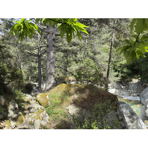 照片 法国(France) 科西嘉岛(Corsica) 雷斯托尼卡山谷(La Restonica) 2025-06 5