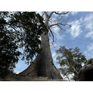 照片 柬埔寨(Cambodia) 暹粒(Siem Reap) 塔布茏寺(Ta Prohm) 2023-01 101