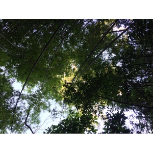 照片 泰国(Thailand) 普欣隆卡国家公园(Phu Hin Rong Kla National Park) 2014-12 160