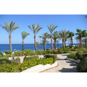 照片 埃及(Egypt) 沙姆沙伊赫(Sharm el Sheikh) 四季酒店(Four Seasons Hotel) 四季酒店海滩(Four Seasons Beach) 2008-06 19
