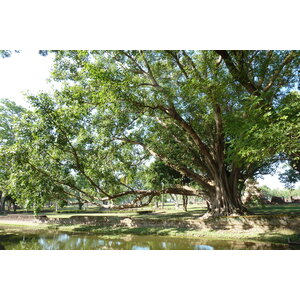 照片 泰国(Thailand) 素可泰(Sukhothai) 2010-12 58