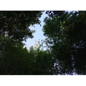 照片 泰国(Thailand) 普欣隆卡国家公园(Phu Hin Rong Kla National Park) 2014-12 172
