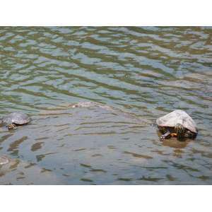 照片 日本(Japan) 东京(Tokyo) 旧芝离宫恩赐庭园(Kyu Shiba rikyu Gardens) 2010-06 32