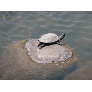 照片 日本(Japan) 东京(Tokyo) 旧芝离宫恩赐庭园(Kyu Shiba rikyu Gardens) 2010-06 29