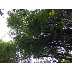 照片 泰国(Thailand) 普欣隆卡国家公园(Phu Hin Rong Kla National Park) 2014-12 181