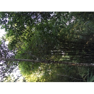 照片 泰国(Thailand) 普欣隆卡国家公园(Phu Hin Rong Kla National Park) 2014-12 195
