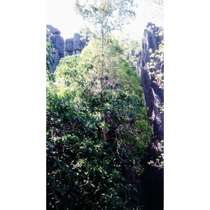 照片 马达加斯加(Madagascar) 黥基(Tsingy) 1999-10 9