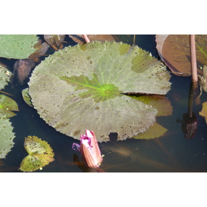 照片 泰国(Thailand) 素可泰(Sukhothai) 2010-12 82