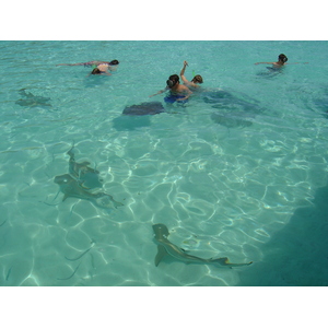 照片 波利尼西亚(Polynesia) 莫雷阿岛(Moorea) 2006-04 171