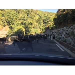 照片 法国(France) 科西嘉岛(Corsica) 费尔切(Felce) 2017-09 0