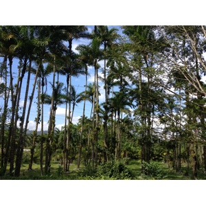 照片 哥斯达黎加(Costa Rica) 图里亚尔瓦(Turrialba) 2015-03 63