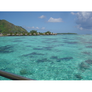 照片 波利尼西亚(Polynesia) 莫雷阿岛(Moorea) 2006-04 65