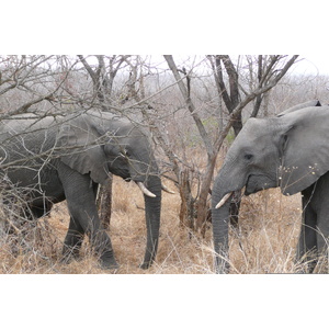 照片 南非(South Africa) 克鲁格国家公园(Kruger National Park) 2008-09 160