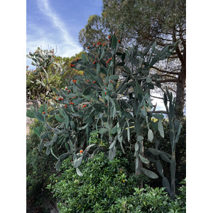 照片 法国(France) 科西嘉岛(Corsica) 卡尔维(Calvi) 2023-06 1