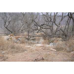 照片 南非(South Africa) 克鲁格国家公园(Kruger National Park) 2008-09 28