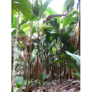 照片 塞舌尔(Seychelles) 五月谷(Vallee de Mai) 2011-10 19