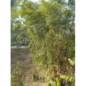 照片 泰国(Thailand) 清迈至拜县公路(Chiang Mai to Pai road) 2007-02 141