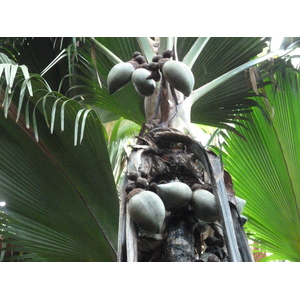 照片 塞舌尔(Seychelles) 五月谷(Vallee de Mai) 2011-10 8