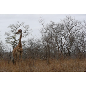 照片 南非(South Africa) 克鲁格国家公园(Kruger National Park) 2008-09 129