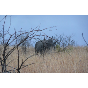 照片 南非(South Africa) 克鲁格国家公园(Kruger National Park) 2008-09 150
