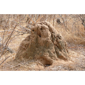 照片 南非(South Africa) 克鲁格国家公园(Kruger National Park) 2008-09 86
