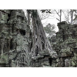 照片 柬埔寨(Cambodia) 暹粒(Siem Reap) 塔布茏寺(Ta Prohm) 2023-01 130
