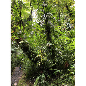 照片 瓜德罗普(Guadeloupe) 卡尔贝瀑布(Carbet Falls) 2021-02 32