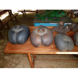 照片 塞舌尔(Seychelles) 2011-10 48