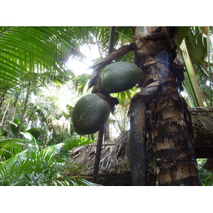 照片 塞舌尔(Seychelles) 五月谷(Vallee de Mai) 2011-10 28