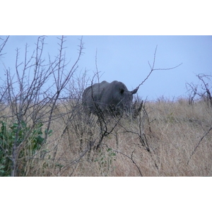 照片 南非(South Africa) 克鲁格国家公园(Kruger National Park) 2008-09 165