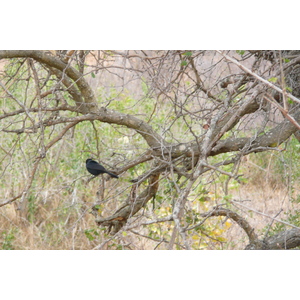 照片 南非(South Africa) 克鲁格国家公园(Kruger National Park) 2008-09 25