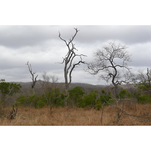 照片 南非(South Africa) 克鲁格国家公园(Kruger National Park) 2008-09 66