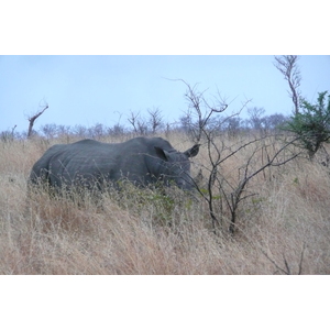 照片 南非(South Africa) 克鲁格国家公园(Kruger National Park) 2008-09 111