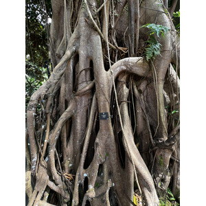 照片 新加坡(Singapore) 新加坡植物园(Singapore Botanic Gardens) 2023-01 63