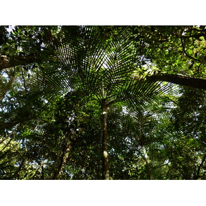 照片 新喀里多尼亚(New Caledonia) 蓝河公园(Parc de la Riviere Bleue) 大贝壳杉(Le Grand Kaori) 2010-05 29