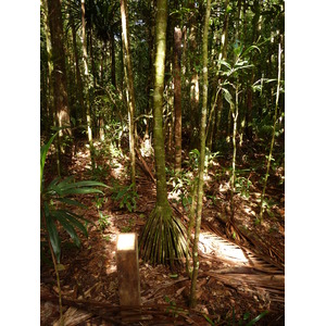 照片 新喀里多尼亚(New Caledonia) 蓝河公园(Parc de la Riviere Bleue) 大贝壳杉(Le Grand Kaori) 2010-05 25