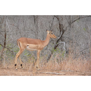照片 南非(South Africa) 克鲁格国家公园(Kruger National Park) 2008-09 38
