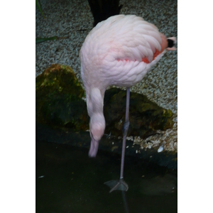 照片 法国(France) 尼斯(Nice) 凤凰公园(Phoenix Parc) 2007-10 99