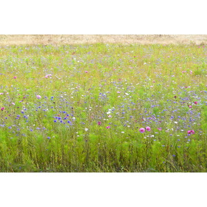 照片 法国(France) 圣菲利贝尔(Saint Philibert) 2008-07 17