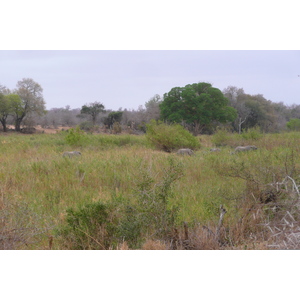 照片 南非(South Africa) 克鲁格国家公园(Kruger National Park) 萨布尔河(Sable River) 2008-09 81