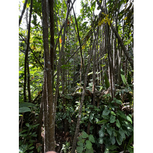 照片 新加坡(Singapore) 新加坡植物园(Singapore Botanic Gardens) 2023-01 95
