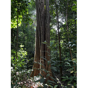 照片 新加坡(Singapore) 新加坡植物园(Singapore Botanic Gardens) 2023-01 93