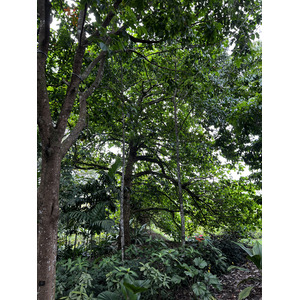 照片 新加坡(Singapore) 新加坡植物园(Singapore Botanic Gardens) 2023-01 7