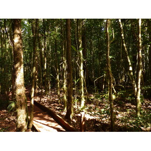 照片 新喀里多尼亚(New Caledonia) 蓝河公园(Parc de la Riviere Bleue) 大贝壳杉(Le Grand Kaori) 2010-05 49