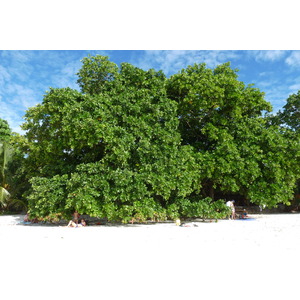 照片 塞舌尔(Seychelles) 拉齐奥湾(Anse Lazio) 2011-10 123