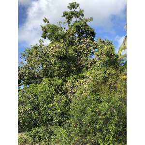 照片 瓜德罗普(Guadeloupe) 圣弗朗索瓦(Saint Francois) 2021-02 5