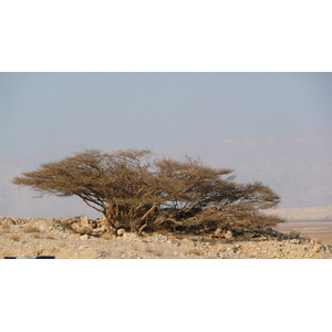 照片 以色列(Israel) 死海(Dead Sea) 2007-06 188
