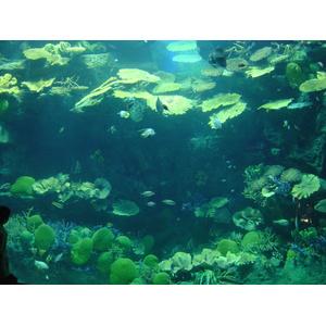 照片 泰国(Thailand) 曼谷(Bangkok) 暹罗海洋世界(Siam Ocean World) 2005-12 46